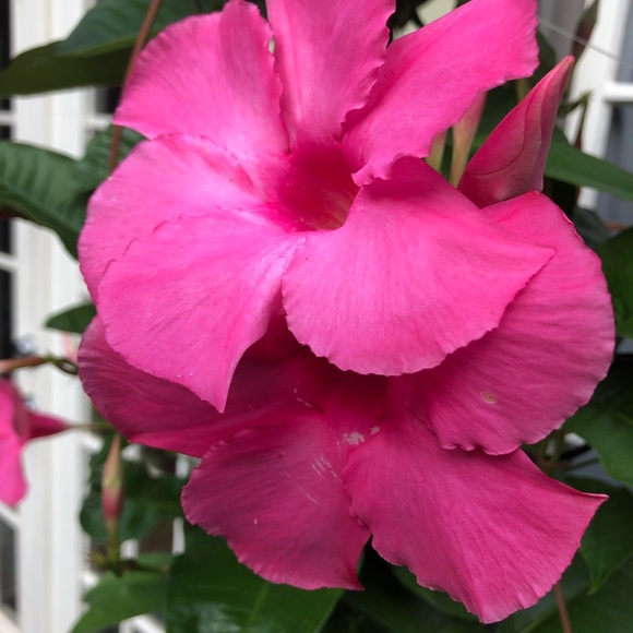 Meet your Posher, Mark - Picture 1 of 1